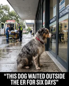 Loyal Seizure Response Dog Story