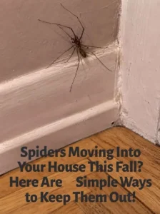 Keep Spiders Out of Your Home