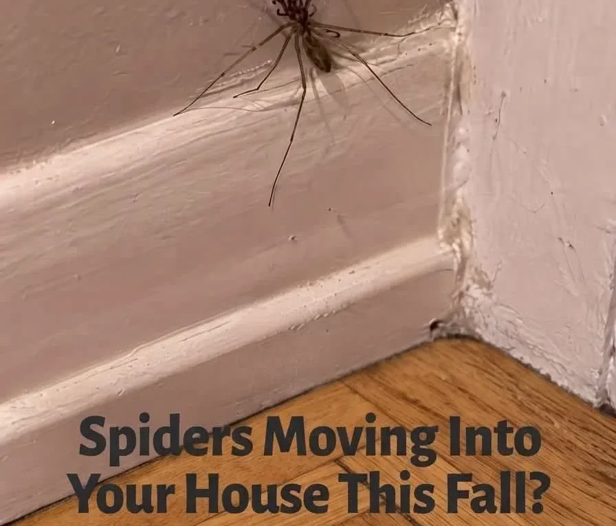 Keep Spiders Out of Your Home